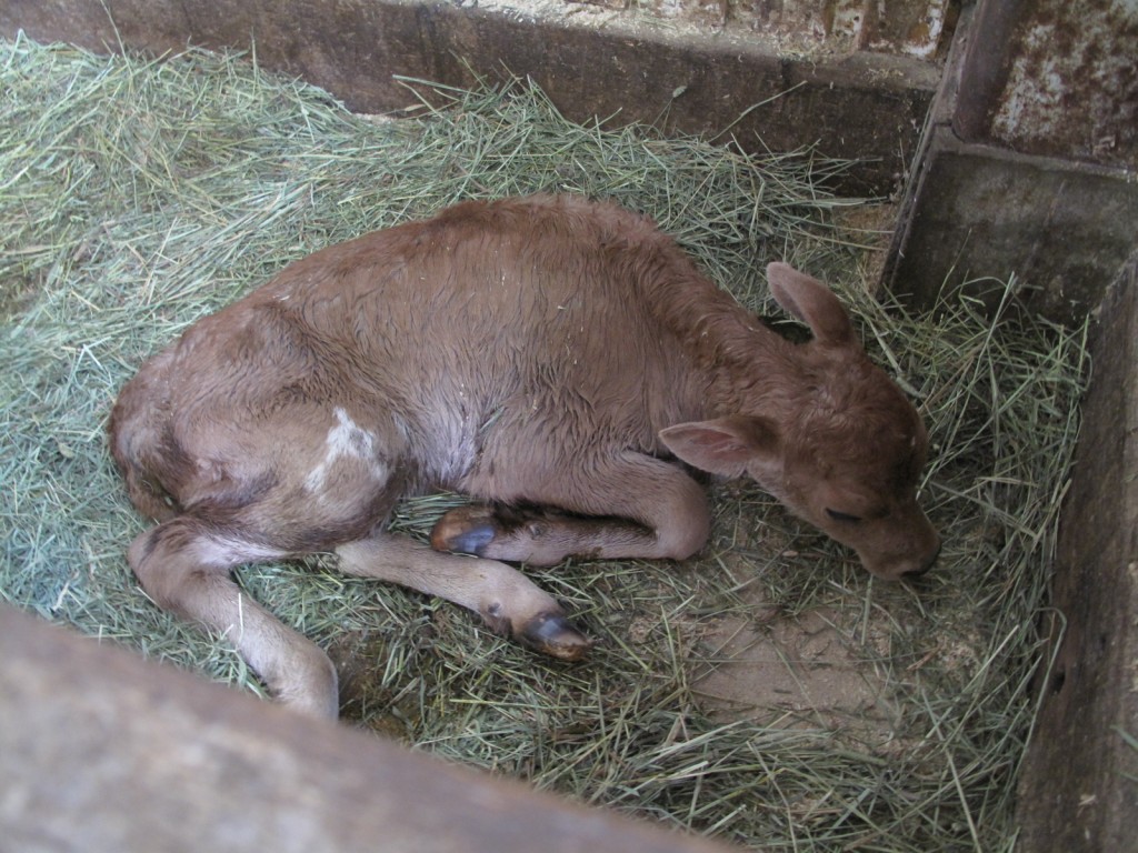 イズミの赤ちゃん