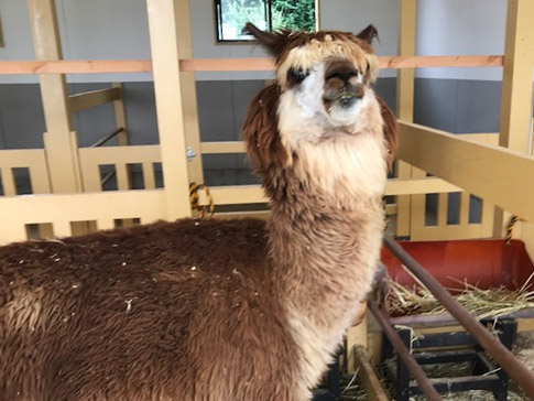 牧歌の里のアルパカ・メロディ