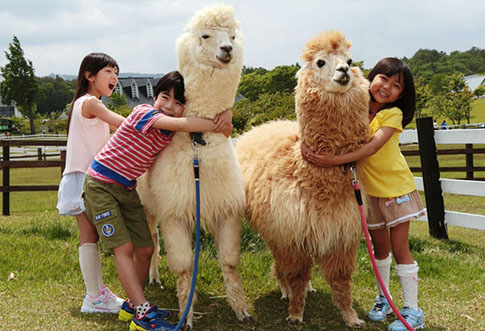 ふわふわのアルパカにタッチ!