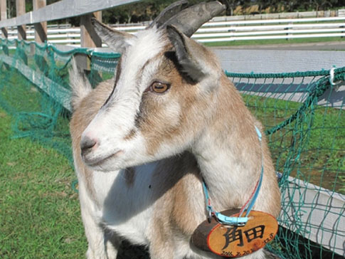 「角田」という名札を下げたやぎ