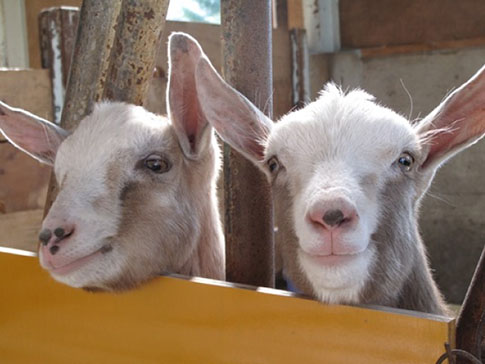 小屋からクビを出す2匹のやぎ