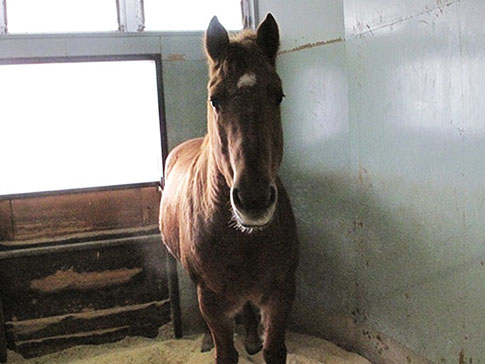 牧歌の里の馬・ダンディ