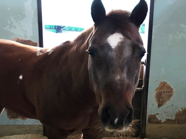 牧歌の里の馬・ホープ