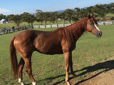 牧歌の里の馬・ワラワラ