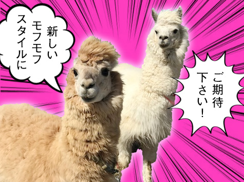 ふわふわのアルパカにタッチ!