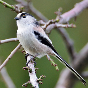 牧歌の里で見られる野鳥「エナガ」