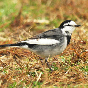 牧歌の里で見られる野鳥「ハクセキレイ」