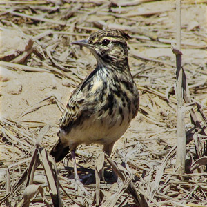 牧歌の里で見られる野鳥「ヒバリ」