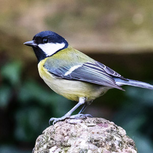 牧歌の里で見られる野鳥「シジュウカラ」