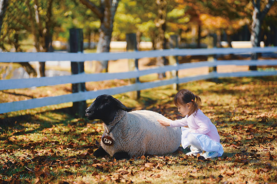 「小さな手が織りなす羊さんとのひととき」佐藤 聡一郎