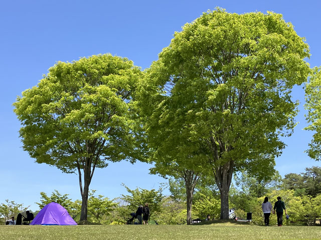 芝生公園