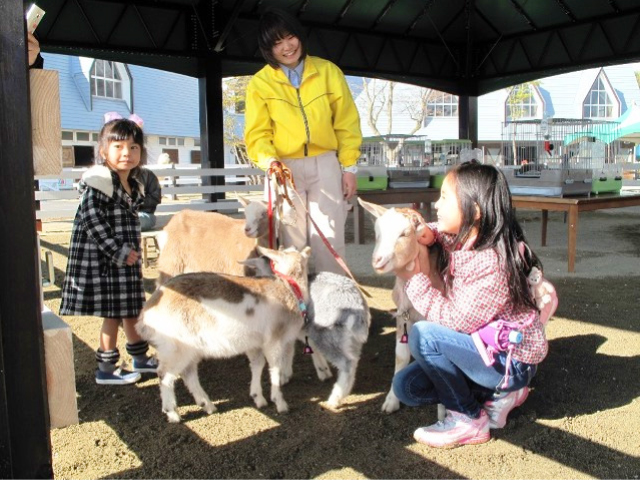 牧舎で動物と触れ合う