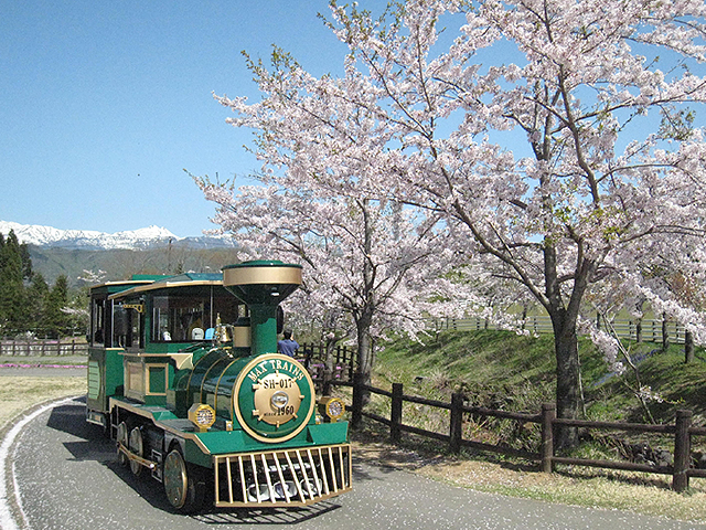 桜の下を走る列車