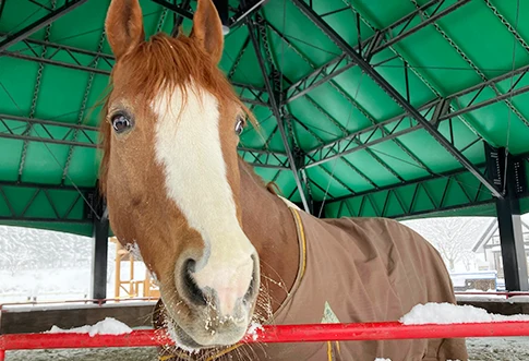 鏡もち+もる=鏡もる