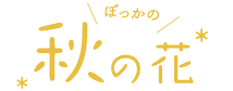 秋のぼっかのお花