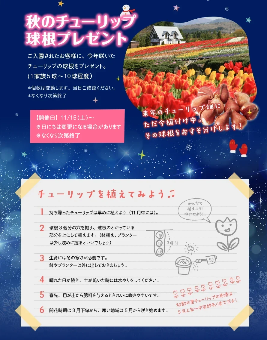 チューリップ球根プレゼント