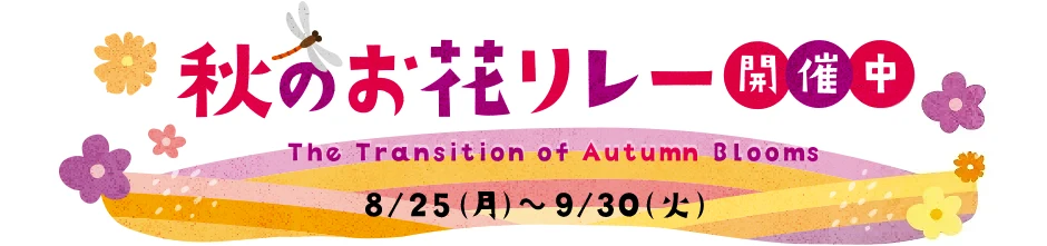 秋のお花リレー 8/25（月）～ 9/30（火）開催中