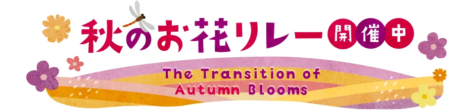秋のお花リレー開催中