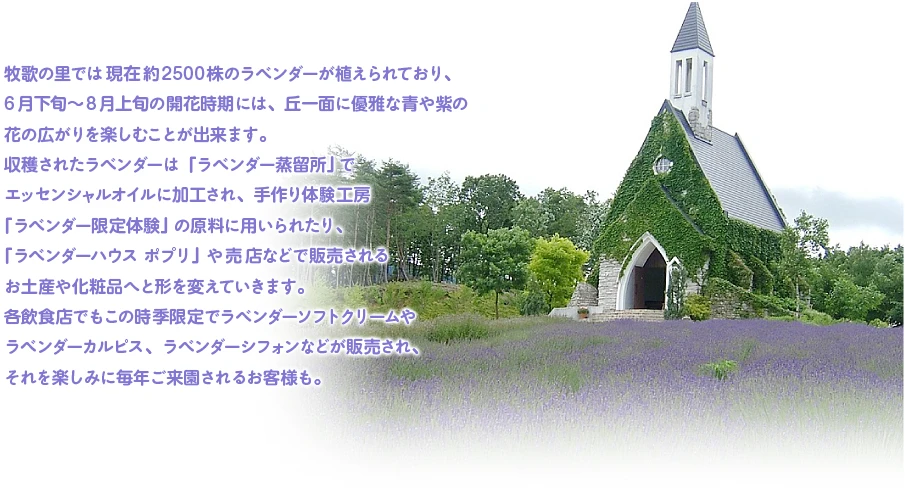 牧歌の里では現在約2500株のラベンダーが植えられており、6月下旬～8 月上旬の開花時期には、丘一面に優雅な青や紫の花の広がりを楽しむことが出来ます。収穫されたラベンダーは「ラベンダー蒸留所」でエッセンシャルオイルに加工され、手作り体験工房「ラベンダー限定体験」の原料に用いられたり、「ラベンダーハウス ポプリ」や売店などで販売されるお土産や化粧品へと形を変えていきます。各飲食店でもこの時季限定でラベンダーソフトクリームやラベンダーカルピス、ラベンダーシフォンなどが販売され、それを楽しみに毎年ご来園されるお客様も。