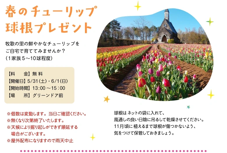 春のチューリップ球根プレゼント
