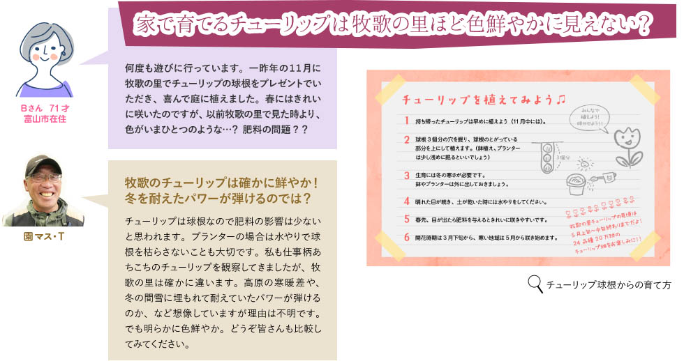 家で育てるチューリップは牧歌の里ほど色鮮やかに見えない？