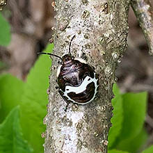 牧歌の里で見られる昆虫「アカスジキンカメムシ(幼虫)」