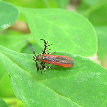 牧歌の里で見られる昆虫「セグロベニトゲアシガ」