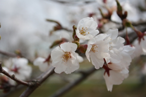 サクラ(桜)