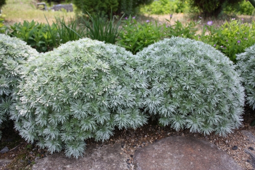 アサギリソウ ぼっかのお花 牧歌の楽しみ方 ひるがの高原 牧歌の里 アサギリソウ ぼっかのお花 牧歌の楽しみ方 ひるがの高原 牧歌の里