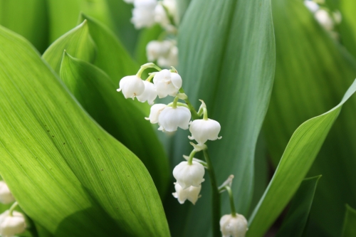 スズラン 鈴蘭 ぼっかのお花 牧歌の楽しみ方 ひるがの高原 牧歌の里