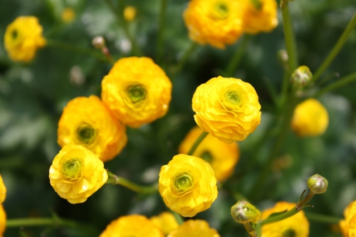 ラナンキュラス ゴールドコイン ぼっかのお花 牧歌の楽しみ方 ひるがの高原 牧歌の里