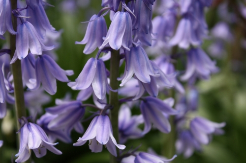 シラー カンパニュラータ ぼっかのお花 牧歌の楽しみ方 ひるがの高原 牧歌の里 シラー カンパニュラータ ぼっかのお花 牧歌の楽しみ方 ひるがの高原 牧歌の里