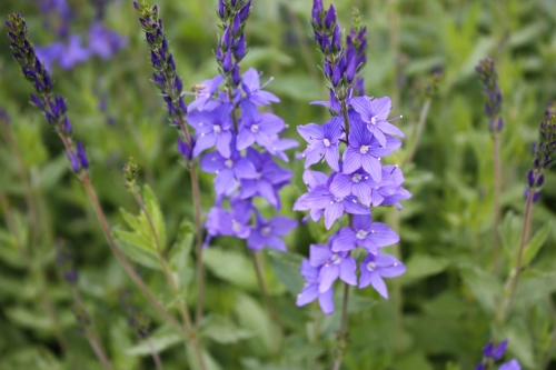ベロニカ ブルーフォテン ぼっかのお花 牧歌の楽しみ方 ひるがの高原 牧歌の里 ベロニカ ブルーフォテン ぼっかのお花 牧歌の楽しみ方 ひるがの高原 牧歌の里