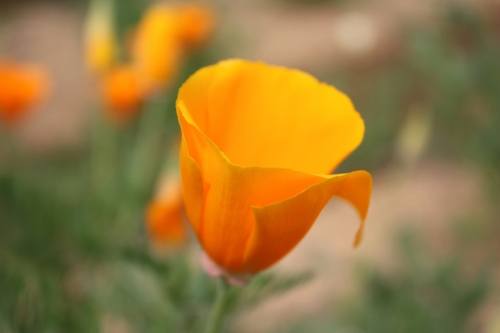 カリフォルニアポピー ぼっかのお花 牧歌の楽しみ方 ひるがの高原 牧歌の里 カリフォルニアポピー ぼっかのお花 牧歌の楽しみ方 ひるがの高原 牧歌の里