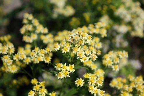 ソリダコ ぼっかのお花 牧歌の楽しみ方 ひるがの高原 牧歌の里 ソリダコ ぼっかのお花 牧歌の楽しみ方 ひるがの高原 牧歌の里