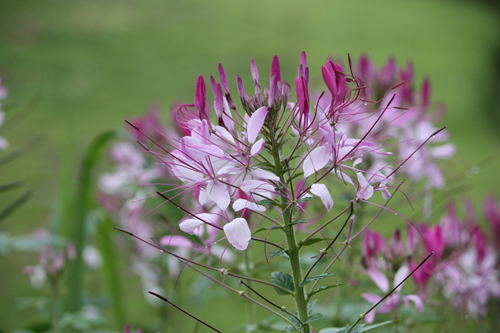 クレオメ ぼっかのお花 牧歌の楽しみ方 ひるがの高原 牧歌の里 クレオメ ぼっかのお花 牧歌の楽しみ方 ひるがの高原 牧歌の里