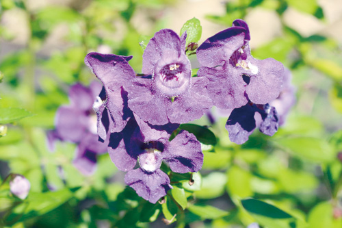 アンゲロニア ぼっかのお花 牧歌の楽しみ方 ひるがの高原 牧歌の里