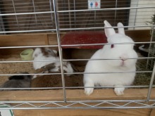 【牧歌の里ウインターシーズン12月20日OPEN！】雪待ちです！