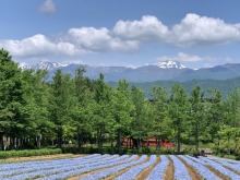 5/25(月)牧歌の里の天気《晴れ》雪と初夏が同居する風景♪高原ハイキング＆ピクニック日和！