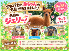 9月28日生まれのアルパカの赤ちゃんのお名前が決まりました!ベビパカ「ジェリー」ちゃん♡