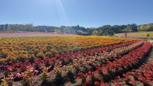 10/11（日）牧歌の里の天気《晴》「虹色の花畑」は明日が最終！秋のお花畑見頃ピークは今ですよ〜♪