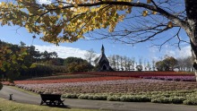 10/22（木）牧歌の里の天気《晴れ》今日・明日、お花と青空のラストコラボレーション♪あとは台風30号次第。