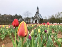4/23(木)牧歌の里の天気《小雨》チューリップ畑5分咲き！雨の日も安心♪屋根付きトレインで観覧♪