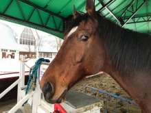 きれいな馬の瞳