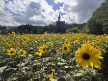 8/14（金）牧歌の里の天気《晴れ》「ひるがの高原」夏のハイキング日和♪午後は雨ミストもあるかも！