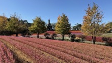 10/8（木）牧歌の里の天気《晴》秋の行楽日和♪花畑へお出かけしよう！