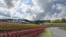 9/25（金）牧歌の里の天気《晴れ》秋のお花「ゴールデンピラミッド」が今週末見頃になります♪