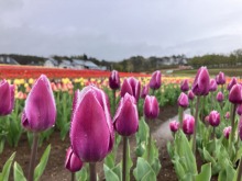 4/27(月)牧歌の里の天気《小雨》牧歌の里お花がただいま見頃！雨のチューリップ畑から♪