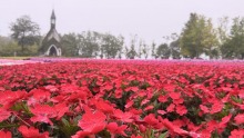9/13（日）牧歌の里の天気《霧雨》霧に包まれたお花の絨毯「サンパチェンス」の花畑」