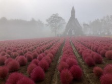10/12(日)牧歌の里の天気「霧」真っ赤なコキアちゃんと霧の世界